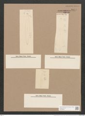 Pleurosigma nubecula W.Sm. (de-Toni-Nr.: Genus 13, Species 1006) Zeichnungen Sammlung Grunow Nr. 2044 (NHMW-BOT-W0368900)